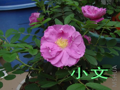 �½� ACDSee 9.0 BMP ͼ��.jpg