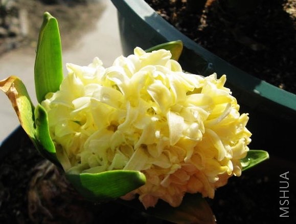 Ǯ�ҵĻƷ�,�Ǹ�����ͷ,��������,�ٺ�