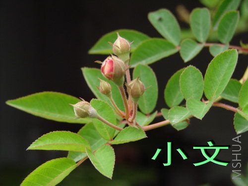 �½� ACDSee 9.0 BMP ͼ��.jpg