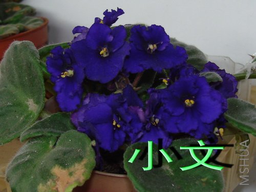 �½� ACDSee 9.0 BMP ͼ��.jpg