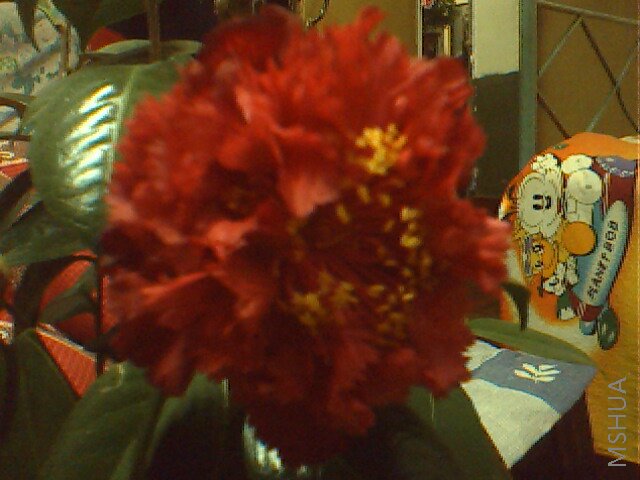 IMG0037A.jpg