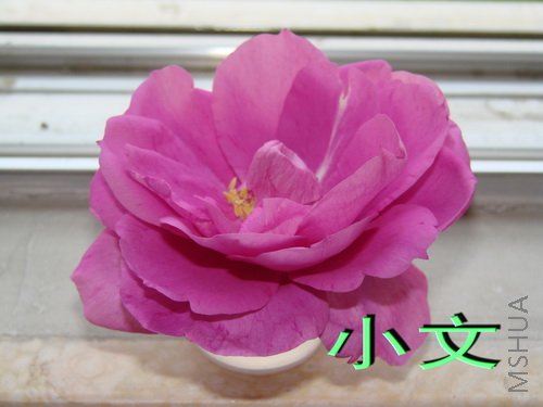 �½� ACDSee 9.0 BMP ͼ��.jpg