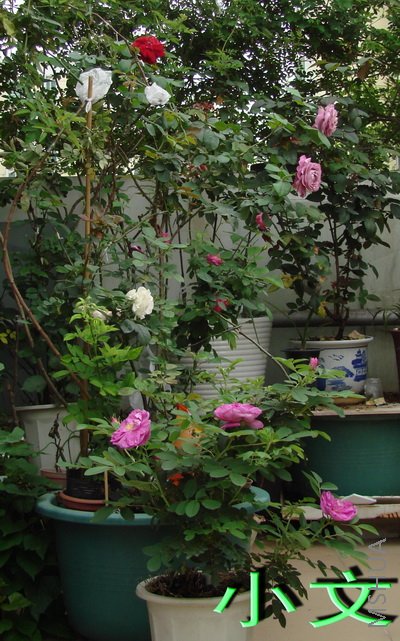 �½� ACDSee 9.0 BMP ͼ��.jpg