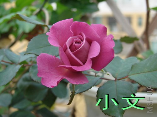 �½� ACDSee 9.0 BMP ͼ��.jpg