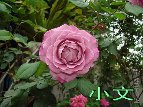 �½� ACDSee 9.0 BMP ͼ��.jpg