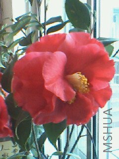 IMG0047A.jpg
