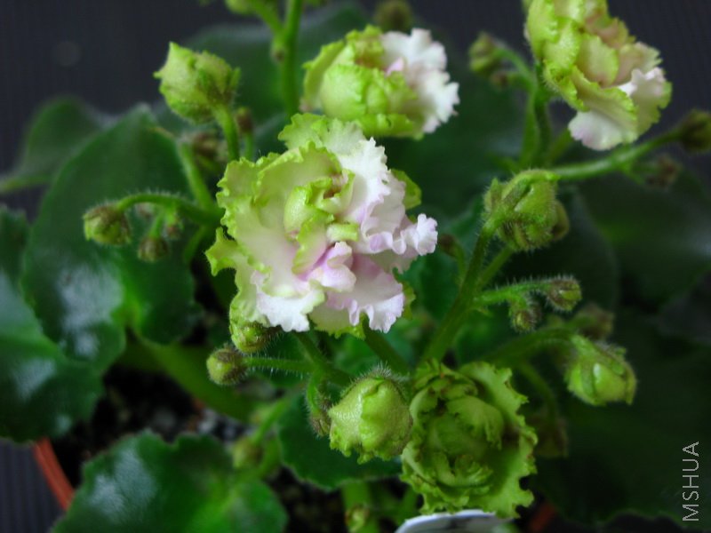 �ɰ�����������