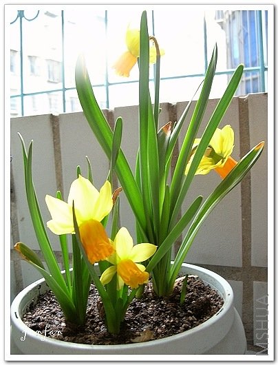 20080350.jpg