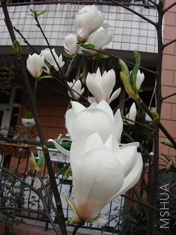 ������ʮԪ���ã����������