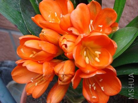 �ɶ��ľ�����һ����ɫ�������ޣ������ȴ������ͬ