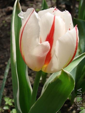 ��������Ů