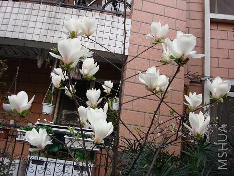 ������֦���������������˵��ǣ������Ļ���