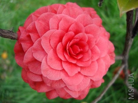 �����Ƶ�԰����������ۼ׽����Ȼ���ø����