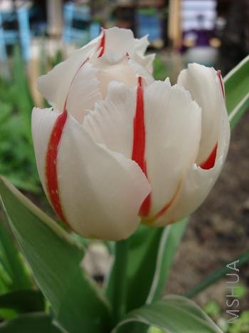 �������������ֳ�����