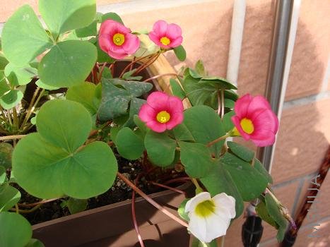 ܽ����ʵ�ʵĻ�����Ƭ�ÿ�