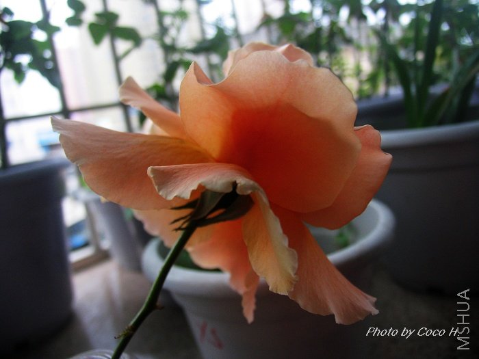 ������