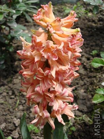 ��ɫ�ķ����Ӻ��ټ�