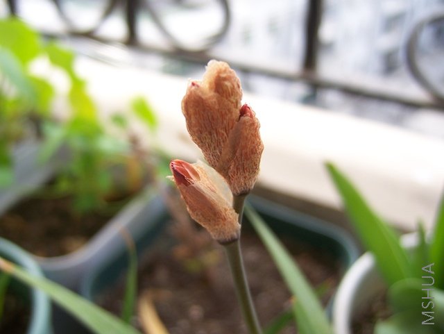 100_2934.jpg