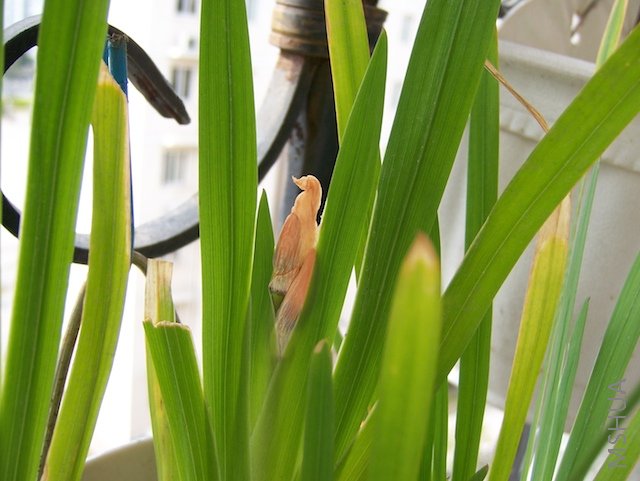 100_2937.jpg