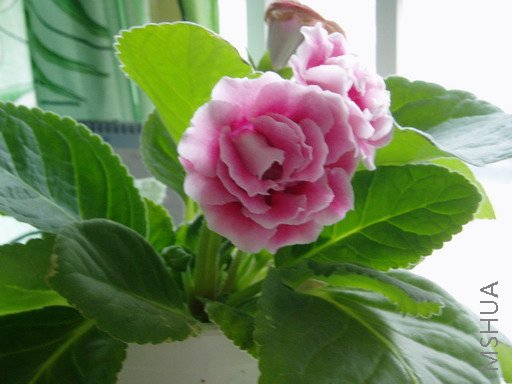 P1011608a.jpg