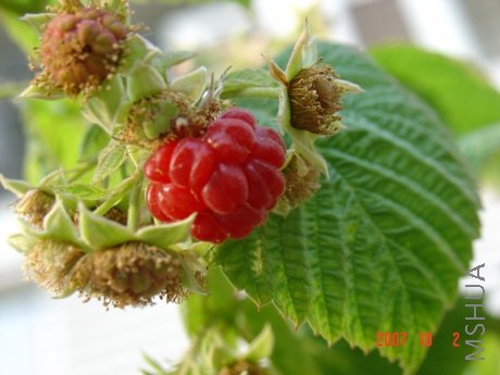 ȥ������ݮ����,���