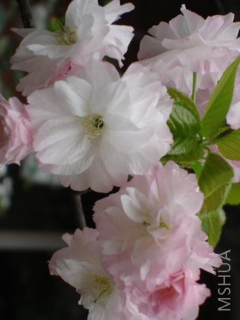 ÿ�껨�������������˹��͡�