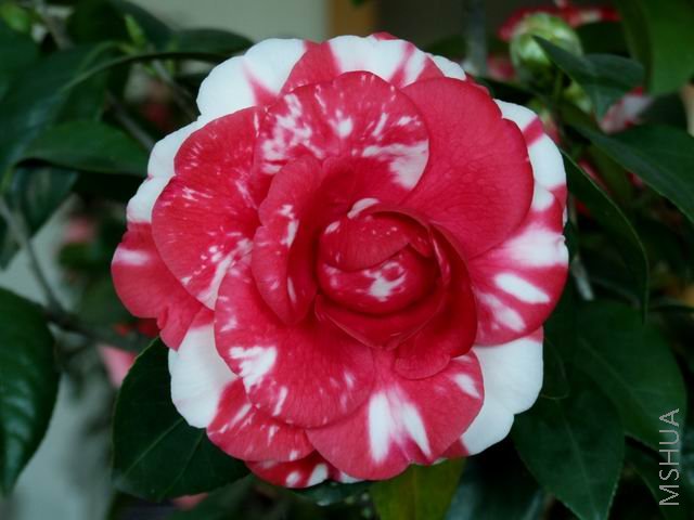 DSCF9272.jpg