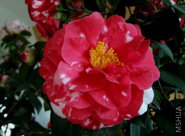 DSCF9444.jpg
