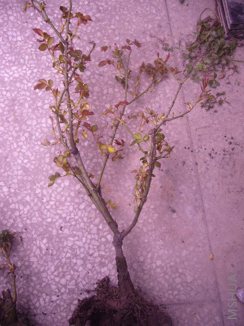 ���Ǵ�˵�еı�ɽ��