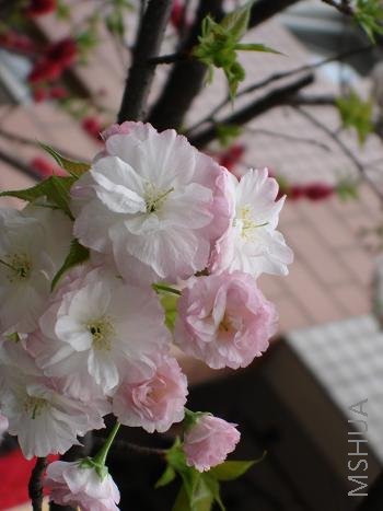 ���������˶����̲�ס̧ͷ���ϼ��ۡ�