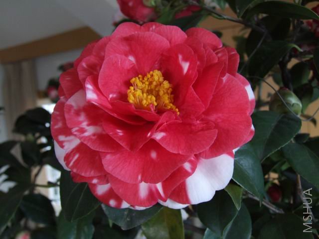 DSCF9367.jpg