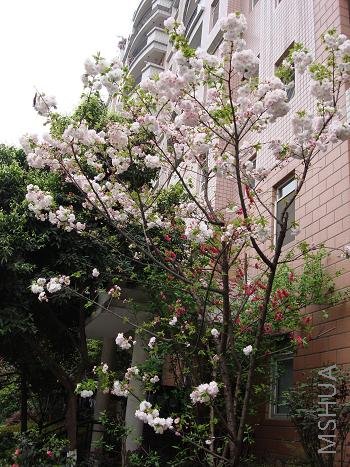 ��ǰ��������԰����ģ�