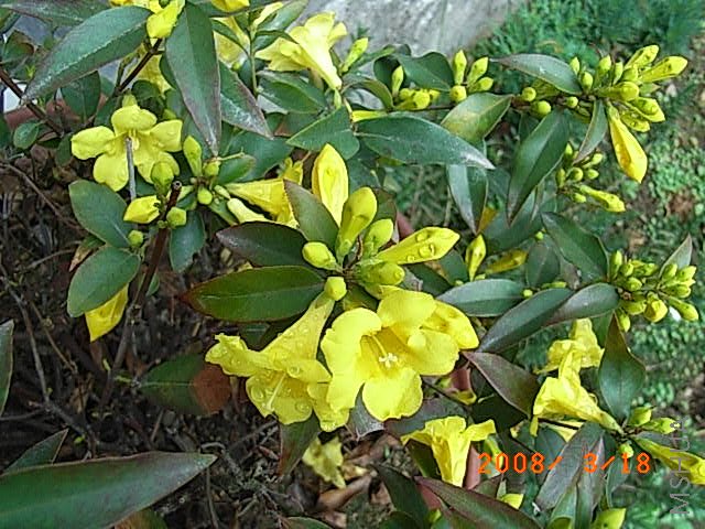 ������ˮ