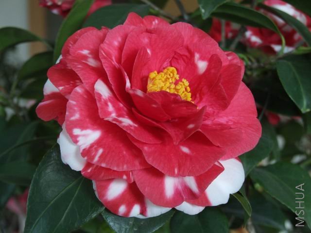 DSCF9330.jpg