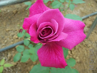 100_2726.jpg
