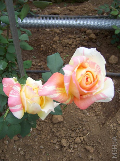 100_2699.jpg