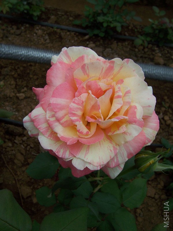 100_2698.jpg