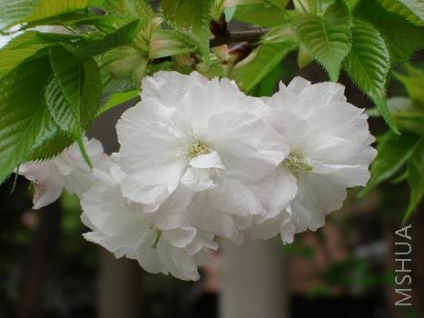 ��ϧ�û�������������̫�̡�