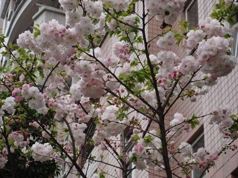 ������̫���ˣ����ɺ�Ժ��ֲ��ǰ�档