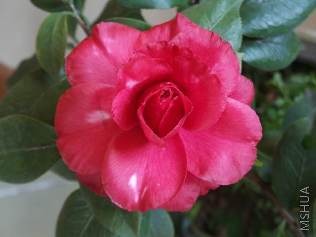 DSCF7717.jpg