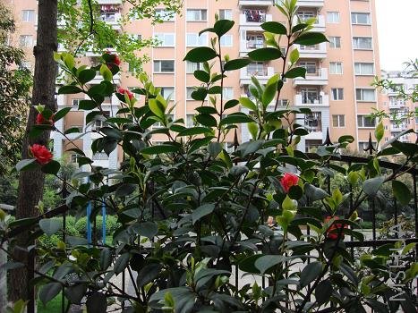 �Ͻ�ڿ��˰����Ļ�����󼸶����������