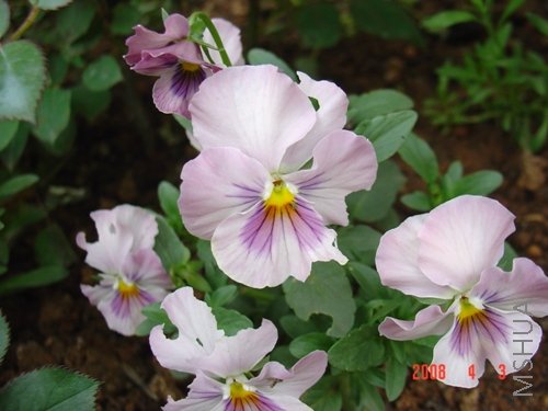 ��ţ�׹���С����#= =