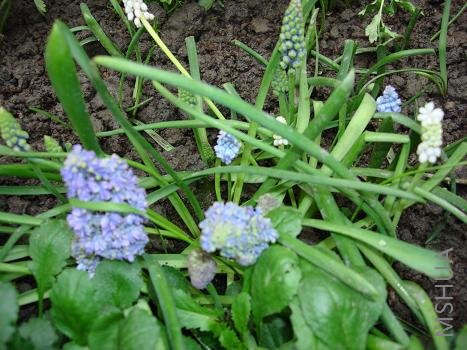 ���ѷ��������߰���