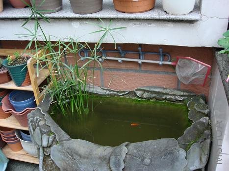 ֻ��һ��С����ʯ��������塣