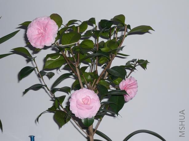 P1000090.JPG