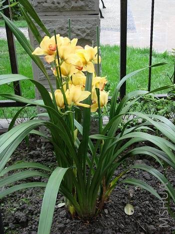 ���������͵�����󻨻���һ�軨��л�����ֵ����ˡ����軹���Ż��ء�