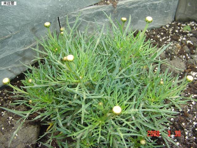 ����Ƿ��ꣿ