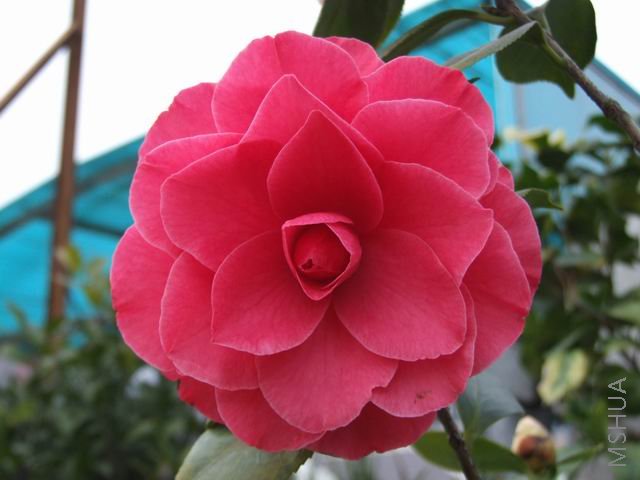 DSCF8811.jpg
