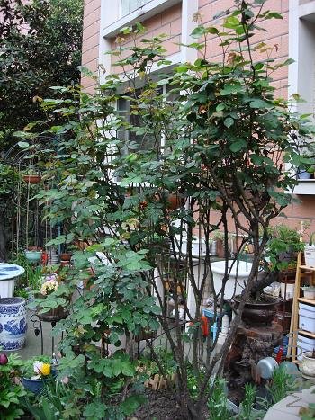 ��������ɯ�׻���������Ԫ����֪�󲻹�˭����ϲ���ء�