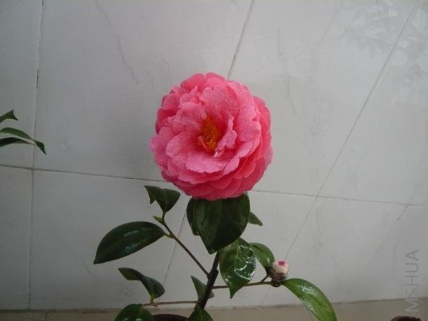 P1000046.JPG